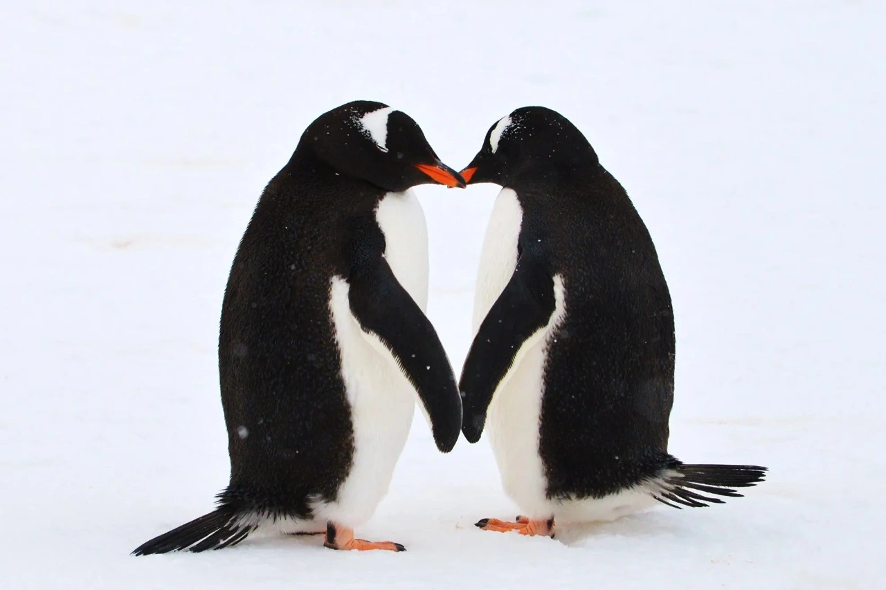 gay penguin
